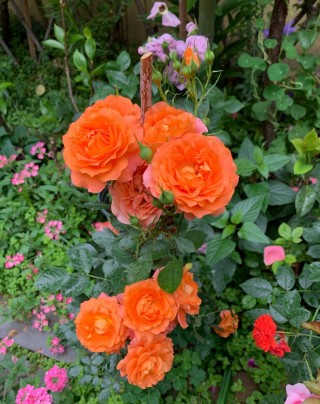 這些小菊花，在家一養，開花爆成花海，越看越美，花朵爛漫迷人眼