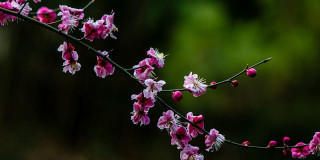 適合露天四季盆栽植物有哪些？容姐給你推薦5種，看你喜歡哪種？