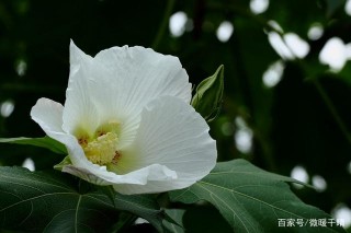 11月下旬，心心念念，舊情難忘，愛情轉身，回頭挽留舊愛的4星座
