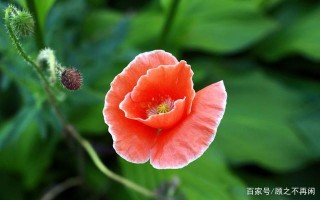 在下周內，朝朝暮暮，真情顯露，四大星座回頭尋舊愛，生生世世