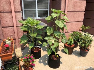 盆栽向日葵播種和育苗養護攻略，在花盆中燦爛開花的耐曬植物