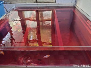 這種治療魚病的方法，經驗再多的魚友也無從下手