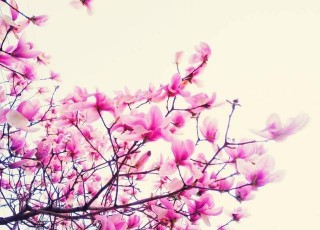 2018桃花運爆表的生肖女，娶了她們旺財又旺家門！