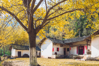 湖北秋季旅遊勝地大揭秘：十大景點讓你陶醉金秋_紅葉_武漢_銀杏