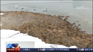 數千頭海象湧入亞馬爾半島，氣候變暖的嚴重的征兆！