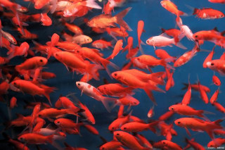 在平時的飼養中，如何判斷自己的觀賞魚有沒有問題？就靠觀察