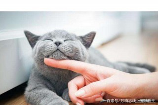 家庭養寵，你可能忽略的健康細節