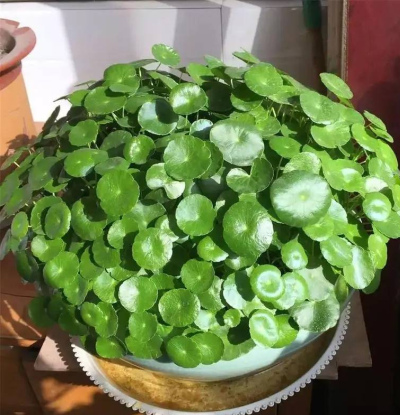 春天新手養銅錢草，簡單2個動作催一催，葉片肥綠擠滿盆