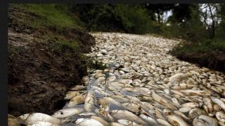 非洲有條怪河，一到雨季全是死魚，凶手就在旁邊漁民卻不敢靠近？