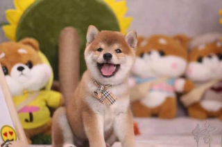 家裏有小朋友的適合養柴犬嗎？柴犬性格如何呢？