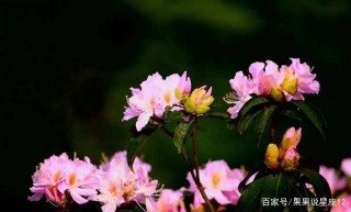 十二月被幸運女神眷顧，好運開始，幸運地搭上人生便車的星座