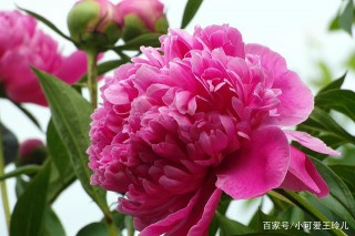 做選擇的時候，這幾大星座容易沒有思考能力，受人挑撥，輕易上當