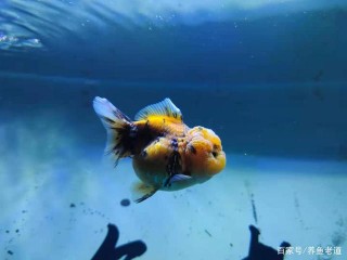 飼養觀賞魚的重點，只有以下三個大方向，掌握好了輕松養魚