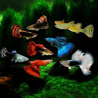 孔雀魚屬於適應能力很強的觀賞魚類，養護時需要注意