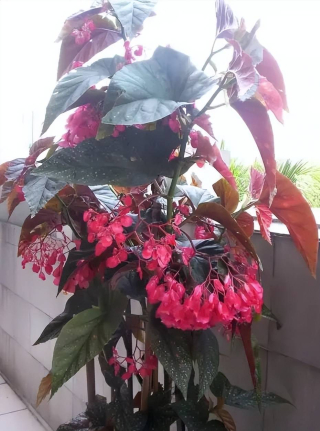 分享一款高顏值綠植，皮實好養上檔次，光照不足照樣