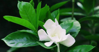 夏天養5種花，一天一瓢水，葉子油綠花朵水嫩，花期長開花美