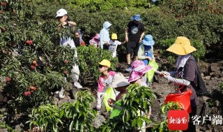 全域旅遊助力鄉村振興 海口采摘遊“火了”村民“笑了”