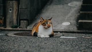 怎樣知道寵物貓貓是什麼品種？怎麼識別貓狗面部或鼻紋？