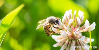 在9月的結尾，有四個星座：愛情、芬芳、婚姻和愛情