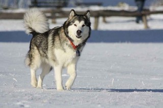 雪橇三傻的前世今生：9500年前已與人類為伴！