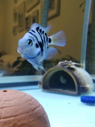 為什麼有些小魚會被看扁