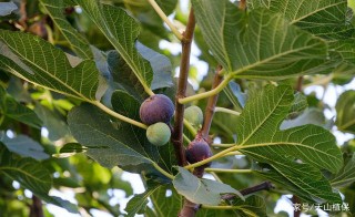 無花果的栽培特點與生物生態學特性