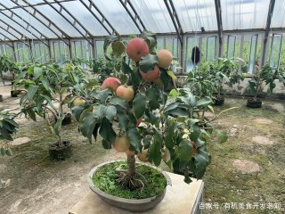 又想減肥塑身，又想享受美食，那麼有哪些適合減肥晚上吃的水果哪