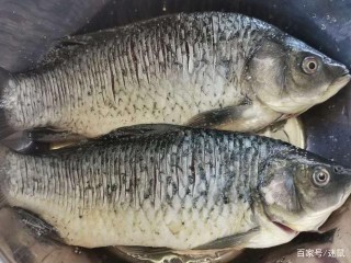 鯽魚涼拌著吃 更美味 更營養 一上桌就被搶幹淨了