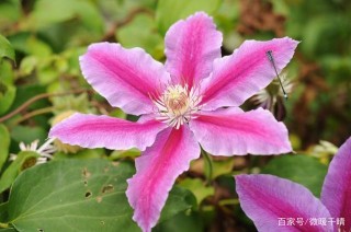11月下旬空氣中彌漫浪漫的氣息，4星座走出迷霧，真愛就在眼前
