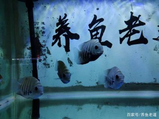 如果買魚、養魚總是死魚，還是先考慮一下自己的飼養手法吧