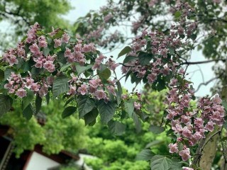 500多歲的活化石樹開花了！韓愈、杜甫為它寫過詩
