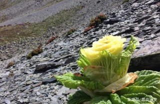 西藏旅遊途中，路邊看見“大白菜”不能摘，摘了會遇上麻煩