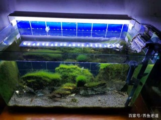 每天15小時光照，魚缸也沒養出綠水，綠水真的與光照有關嗎？