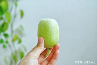 大棚租金3萬，采摘3次就回本，菜農地裏“玉女 ”黃瓜不一樣！