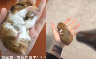 倉鼠全身僵硬，主人拿吹風筒救活，網友：我對不起以前養的倉鼠