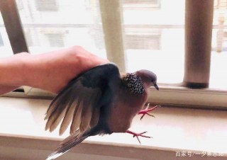 當植物遇到鳥類時，鳥類的預防取決於情況