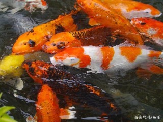 簡述觀賞魚水黴病的症狀及防治方法，愛魚人士不可不看