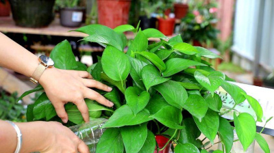 想要綠蘿長得枝繁葉茂，幾個要點分享給你，猛長新芽爬滿牆