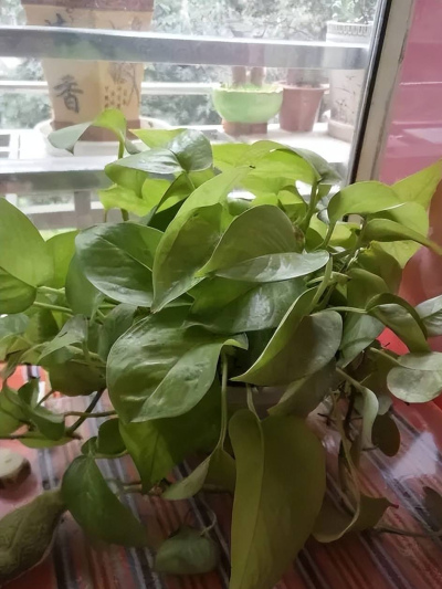 被老花匠拉入黑名單的綠蘿，4個原因一點也不冤，看看你同意嗎？