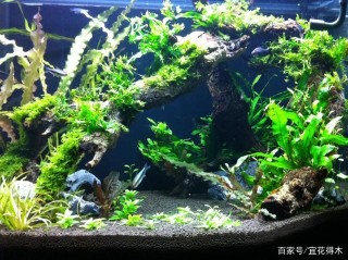 美麗觀葉植物｜11種常見盆栽類椒草的鑒賞及辨識