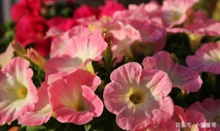 在不久的將來，前者傾訴，思念依舊，四星座跌跌撞撞