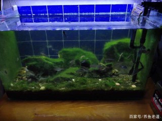老魚友習以為常的養魚操作，新魚友不屑一顧，所以養不好觀賞魚的