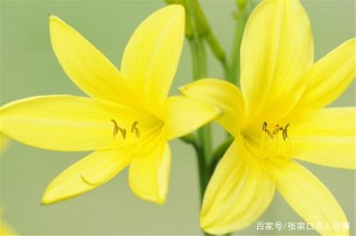 張家口美食黃花菜，味極鮮美，吃過齒縫間還能留有淡淡的清香！