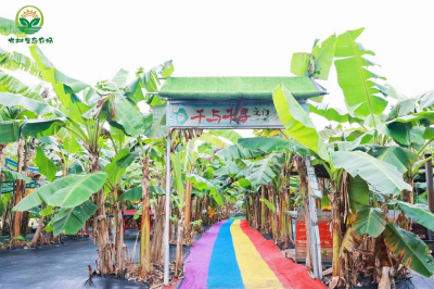 夏日炎炎|深圳避暑聖地|打卡香蕉林|快樂一夏
