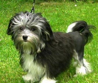 羅秦犬發燒生病應該怎麼辦呢？