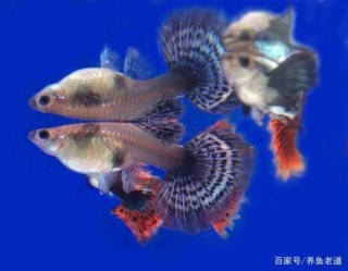 根本沒有一條觀賞魚會一直在水面遊動，尤其夏季，更要提前注意