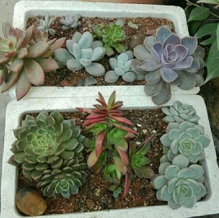 泡沫是盆栽植物不可缺少的好東西，既可以養苗，還能墊盆底濾水