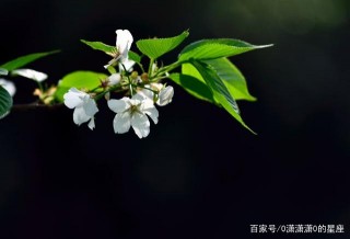 未來十天，四星座桃花驚豔，明豔動人，愛情駕到，有望脫單