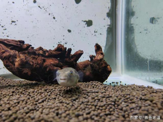為什麼魚缸背景更換後，觀賞魚會出現很多不良情況？