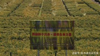 農業科學院實驗田裏麥浪翻滾